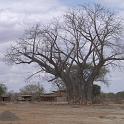018_een hele grote Baobab
